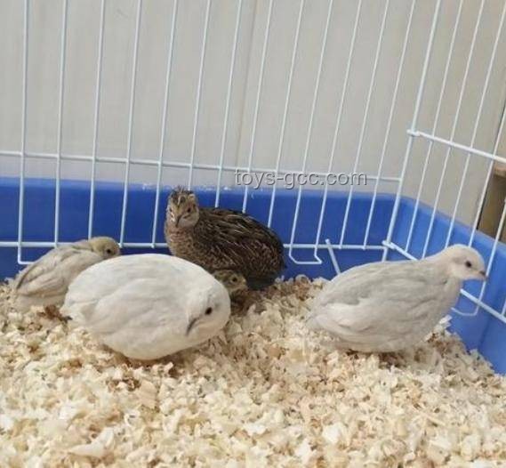 网上购芦丁鸡作宠物：意外与挑战下的DIY解决方案